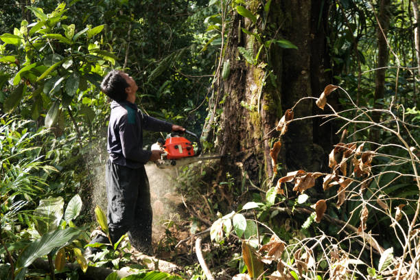 Tree Service Company in Covelo, CA